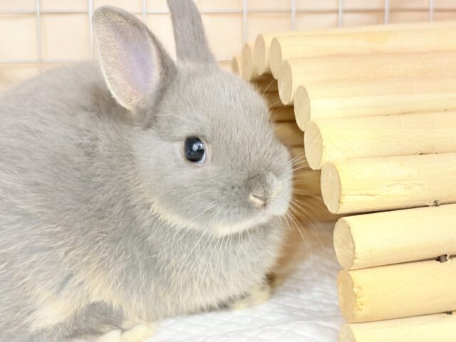 ネザーランドドワーフ