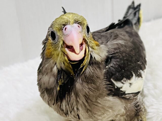 ﾆｺ♡と微笑む🎶真っ黒くろすけ👀オカメインコ（ノーマル）