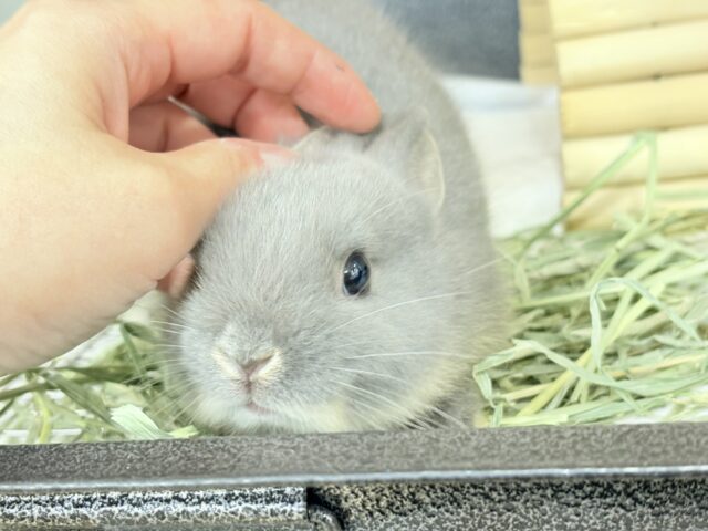 なでなで大好き♡ネザーランドドワーフ(ブルーオター)男の子 ネザーランドドワーフ