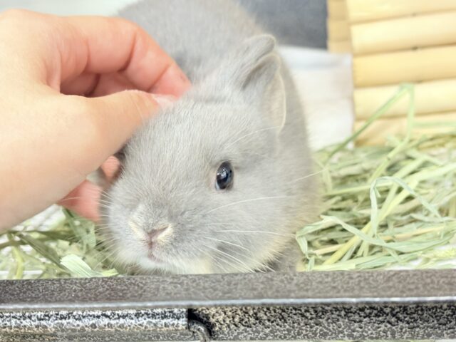 ネザーランドドワーフ