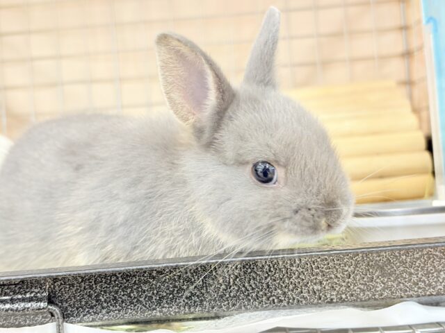 ネザーランドドワーフ