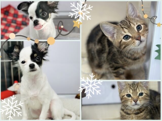 ❄️⛄️一緒に暖まりませんか？ウィンターフェア開催中🧣❄️