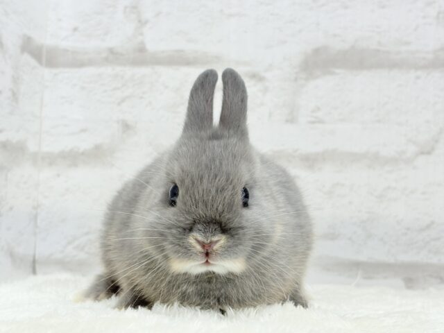 ネザーランドドワーフ