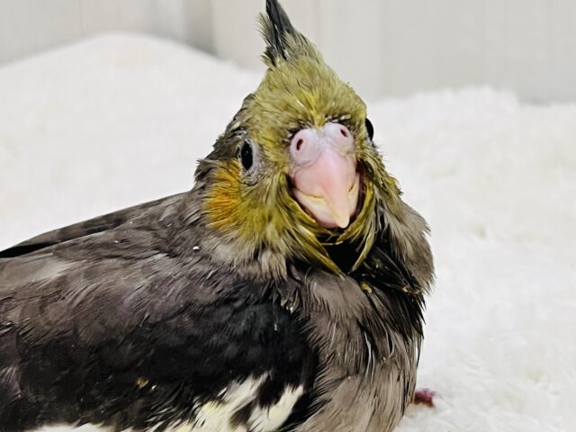 オカメインコ