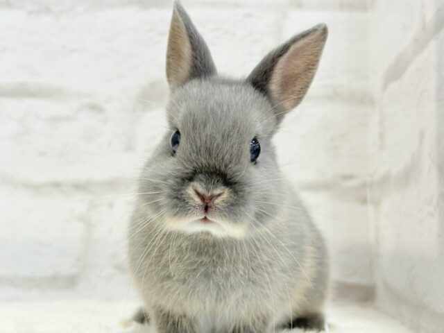 なでなで大好き♡ネザーランドドワーフ(ブルーオター)男の子 ネザーランドドワーフ