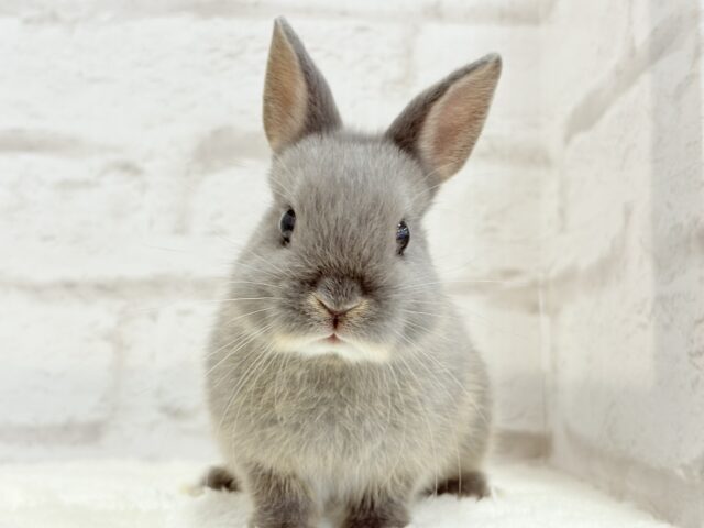 なでなで大好き♡ネザーランドドワーフ(ブルーオター)男の子 ネザーランドドワーフ