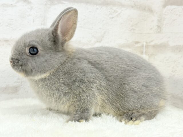 ネザーランドドワーフ