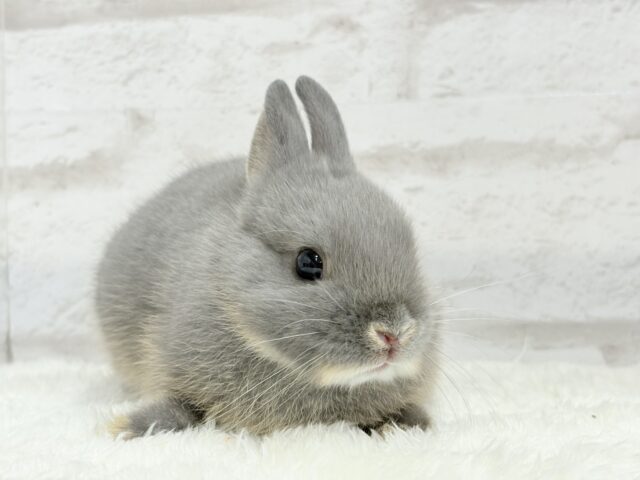 なでなで大好き♡ネザーランドドワーフ(ブルーオター)男の子 ネザーランドドワーフ