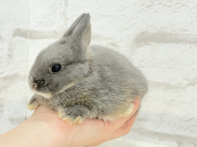 ネザーランドドワーフ