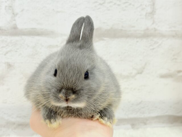 なでなで大好き♡ネザーランドドワーフ(ブルーオター)男の子 ネザーランドドワーフ