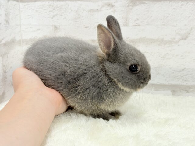 ネザーランドドワーフ