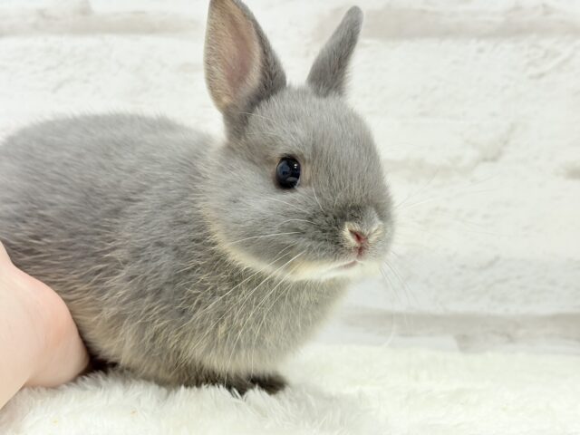 なでなで大好き♡ネザーランドドワーフ(ブルーオター)男の子 ネザーランドドワーフ