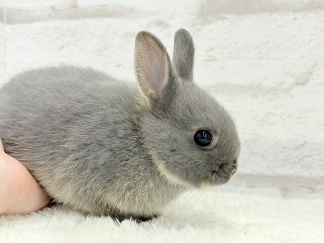 ネザーランドドワーフ