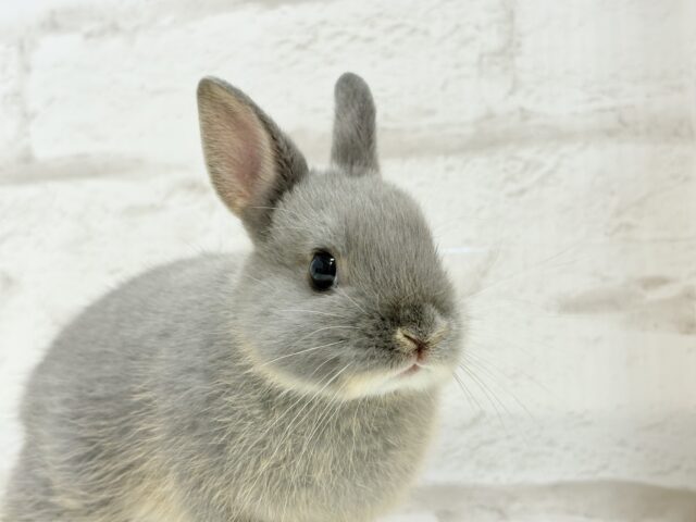 なでなで大好き♡ネザーランドドワーフ(ブルーオター)男の子 ネザーランドドワーフ