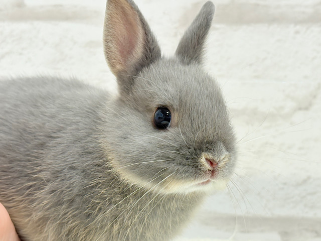 なでなで大好き♡ネザーランドドワーフ(ブルーオター)男の子 なでなで大好き♡ネザーランドドワーフ(ブルーオター)男の子