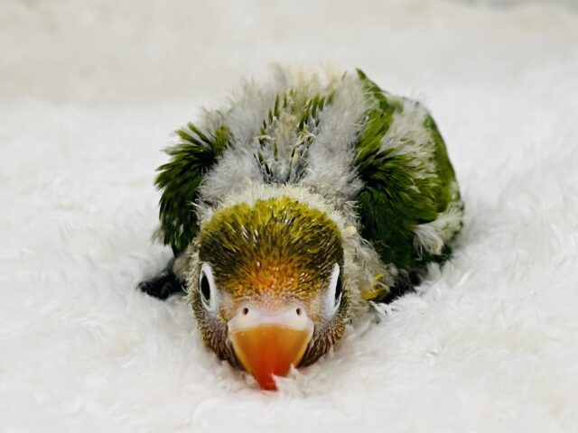 キエリボタンインコ