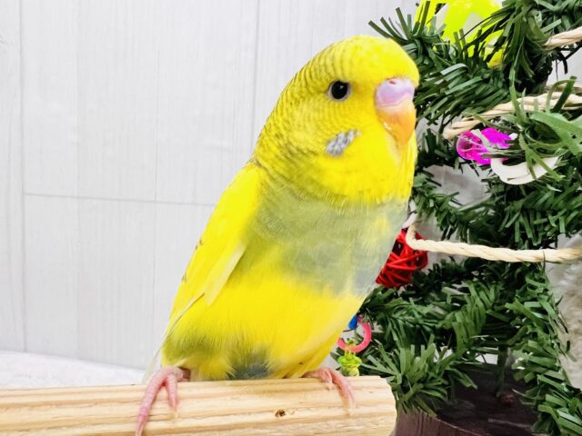 ジャンボセキセイインコ