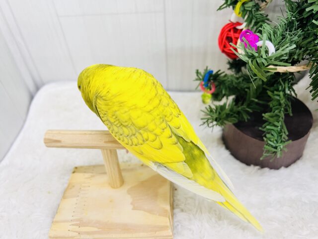 究極のツンデレでれぇ〜♡なジャンボセキセイインコ🌱 ジャンボセキセイインコ