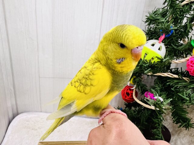 究極のツンデレでれぇ〜♡なジャンボセキセイインコ🌱 ジャンボセキセイインコ