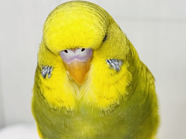 究極のツンデレでれぇ〜♡なジャンボセキセイインコ🌱 ジャンボセキセイインコ