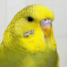 究極のツンデレでれぇ〜♡なジャンボセキセイインコ🌱