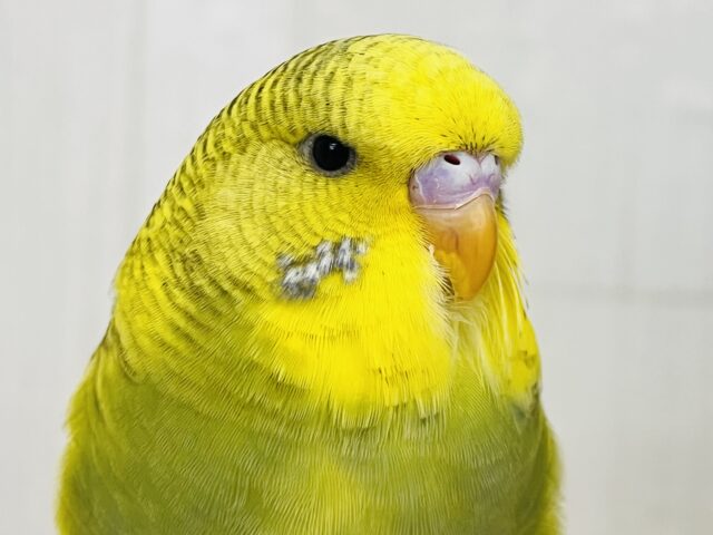 究極のツンデレでれぇ〜♡なジャンボセキセイインコ🌱