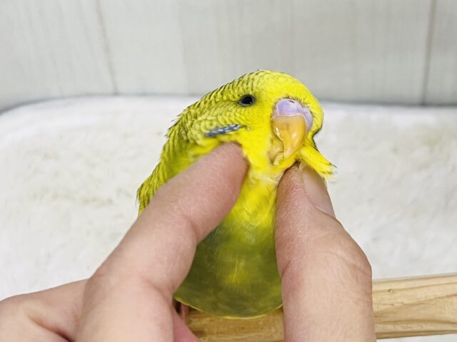 究極のツンデレでれぇ〜♡なジャンボセキセイインコ🌱 ジャンボセキセイインコ