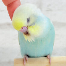 【最新画像・動画更新🪄】甘々🍬クリームソーダ🐣🫧セキセイインコ(パステルレインボー) ヒナ