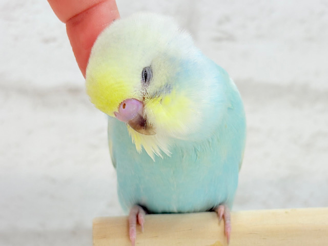 【最新画像・動画更新🪄】甘々🍬クリームソーダ🐣🫧セキセイインコ(パステルレインボー) ヒナ