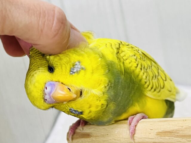 ジャンボセキセイインコ