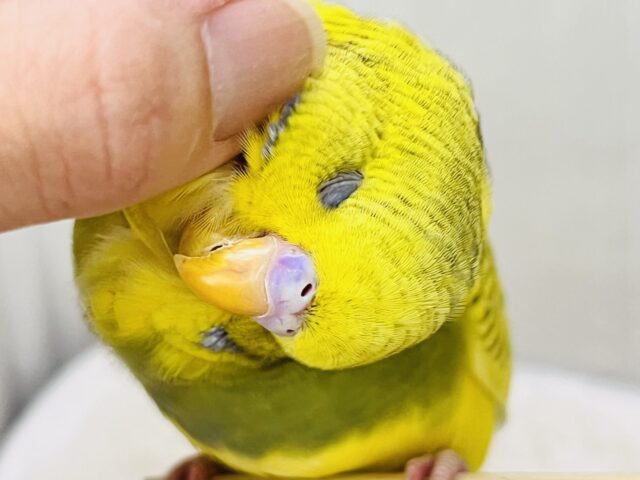究極のツンデレでれぇ〜♡なジャンボセキセイインコ🌱 ジャンボセキセイインコ