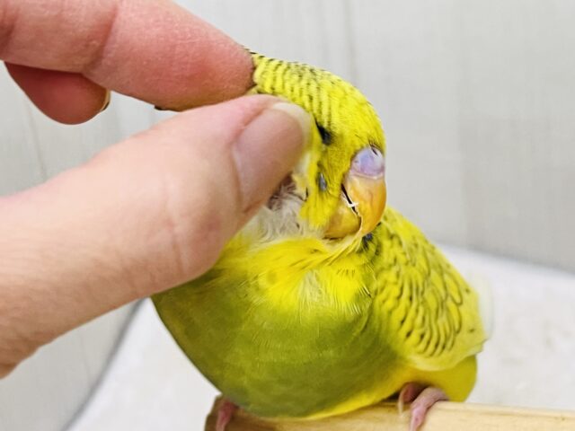 究極のツンデレでれぇ〜♡なジャンボセキセイインコ🌱 ジャンボセキセイインコ