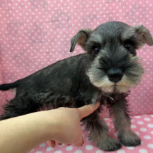 嬉しくて耳がペターンてなる💓ミニチュアシュナウザーの女のコきました〜💫