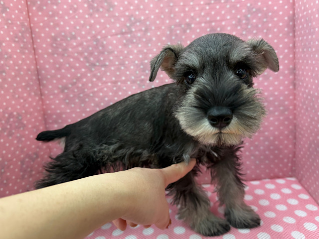 嬉しくて耳がペターンてなる💓ミニチュアシュナウザーの女のコきました〜💫