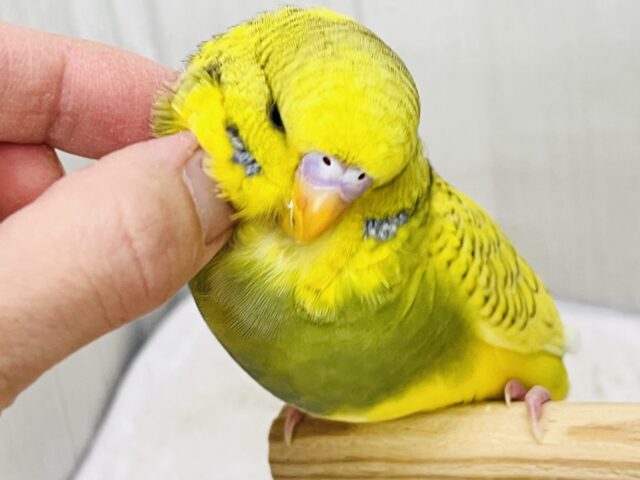 ジャンボセキセイインコ