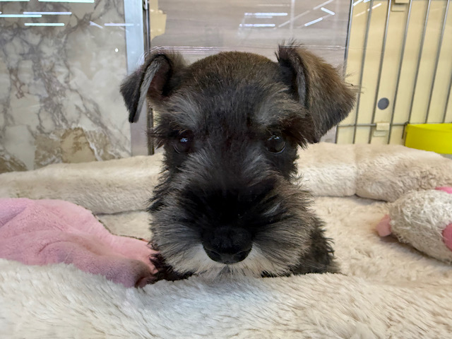 嬉しくて耳がペターンてなる💓ミニチュアシュナウザーの女のコきました〜💫 ミニチュアシュナウザー