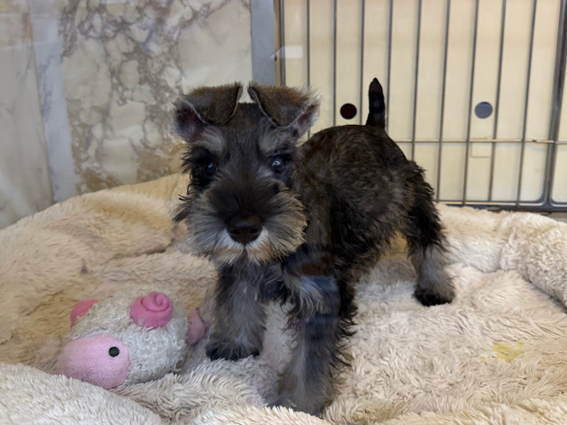 ミニチュアシュナウザー