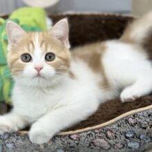 12/9最新🎥まんまるマンチカンくん🧡2025年9月13日生まれ　男の子