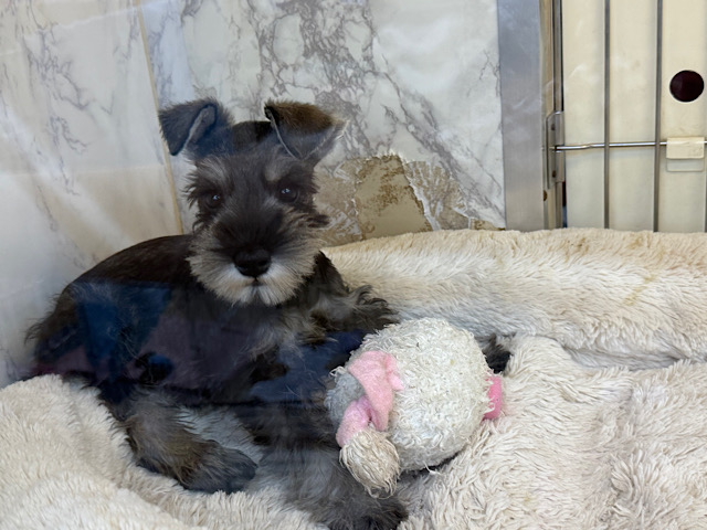 ミニチュアシュナウザー