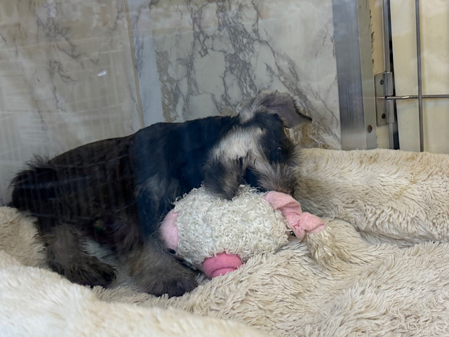 嬉しくて耳がペターンてなる💓ミニチュアシュナウザーの女のコきました〜💫 ミニチュアシュナウザー