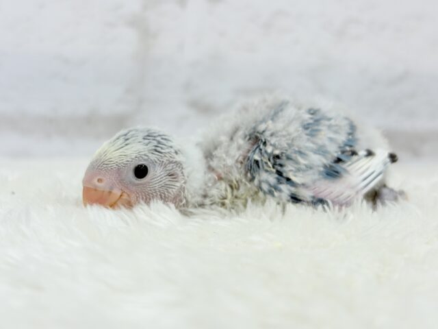わた毛の妖精🧚‍♀️コザクラインコ(ダークアクアターコイズパイド) ヒナ