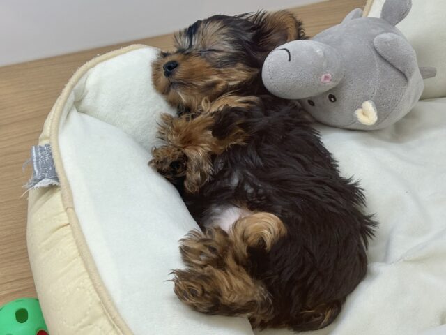 ヨークシャテリア