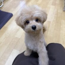 最新画像更新しました🌟おもちゃ大好きな人懐っこい超甘えん坊💗ハーフ犬(ポメラニアン✖️トイプードル)の男のコきました🌟