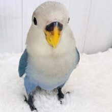 最新画像更新♡深海ブルー💙とても綺麗な1羽です！小桜インコ（バイオレット）
