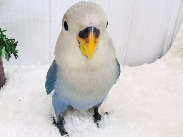 最新画像更新♡深海ブルー💙とても綺麗な1羽です！小桜インコ（バイオレット）
