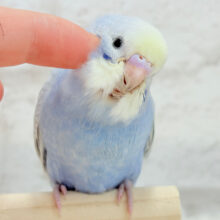 【最新画像・動画更新🪄】パープルの不思議な魅力🐣🪻🫧セキセイインコ(パステルレインボー) ヒナ