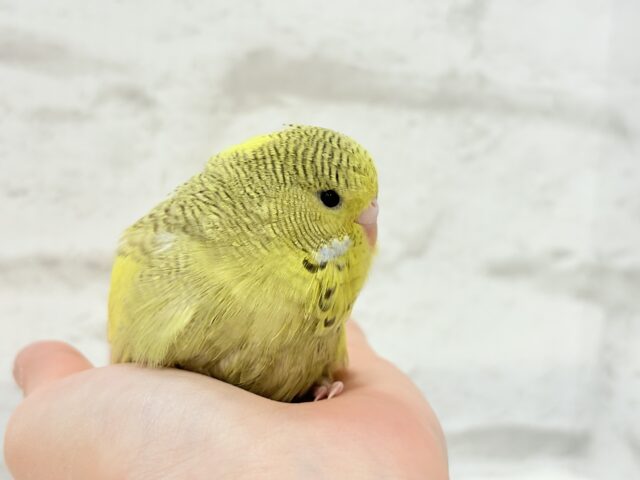 ジャンボセキセイインコ