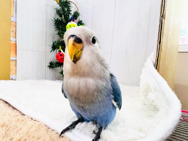 コザクラインコ（小桜インコ）