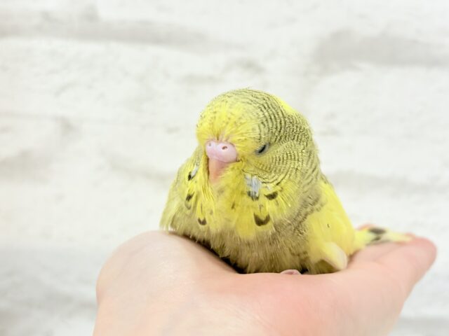ジャンボセキセイインコ