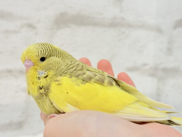 ジャンボセキセイインコ